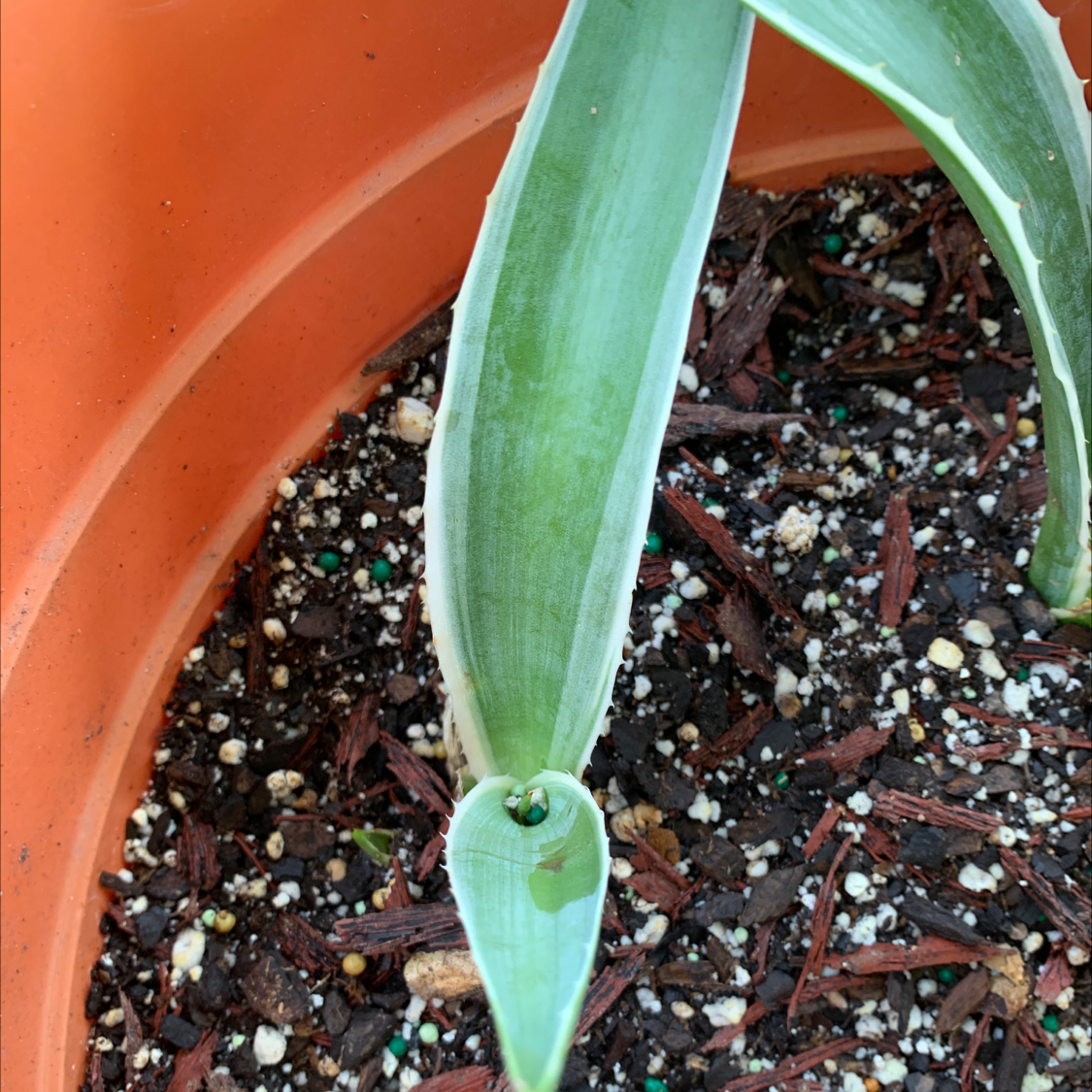 Young Agave desmettiana 'Variegata' plant in a pot with visible soil.