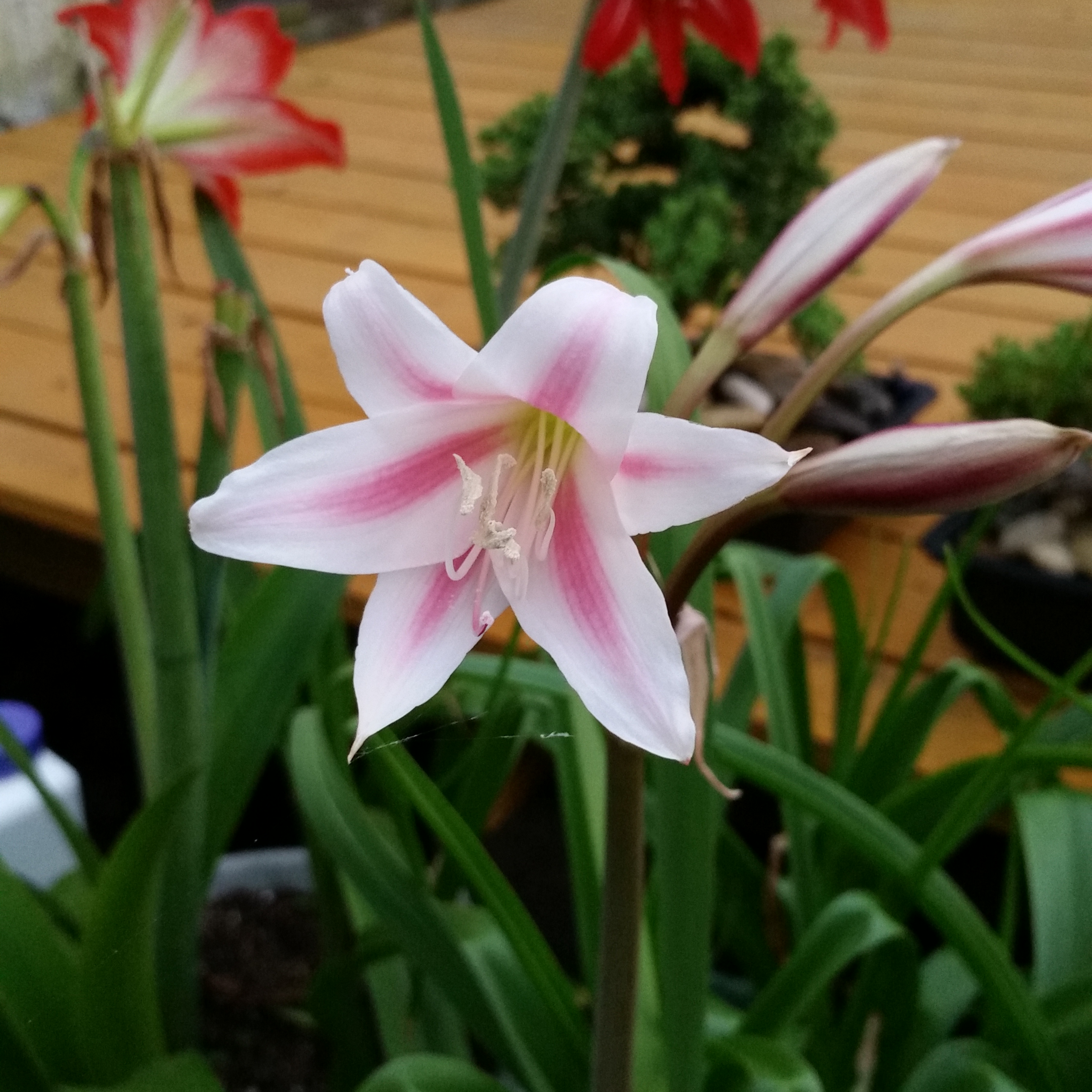 Photo of the plant species Hardy Amaryllis by @shorti6770 named Pinky on Greg, the plant care app