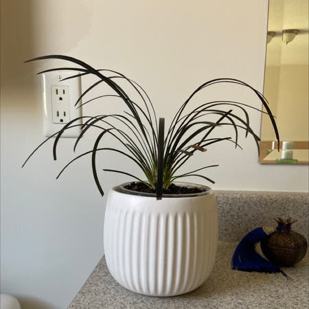 Photo of the plant species Black Mondo Grass by Maritudos named Figyonce on Greg, the plant care app