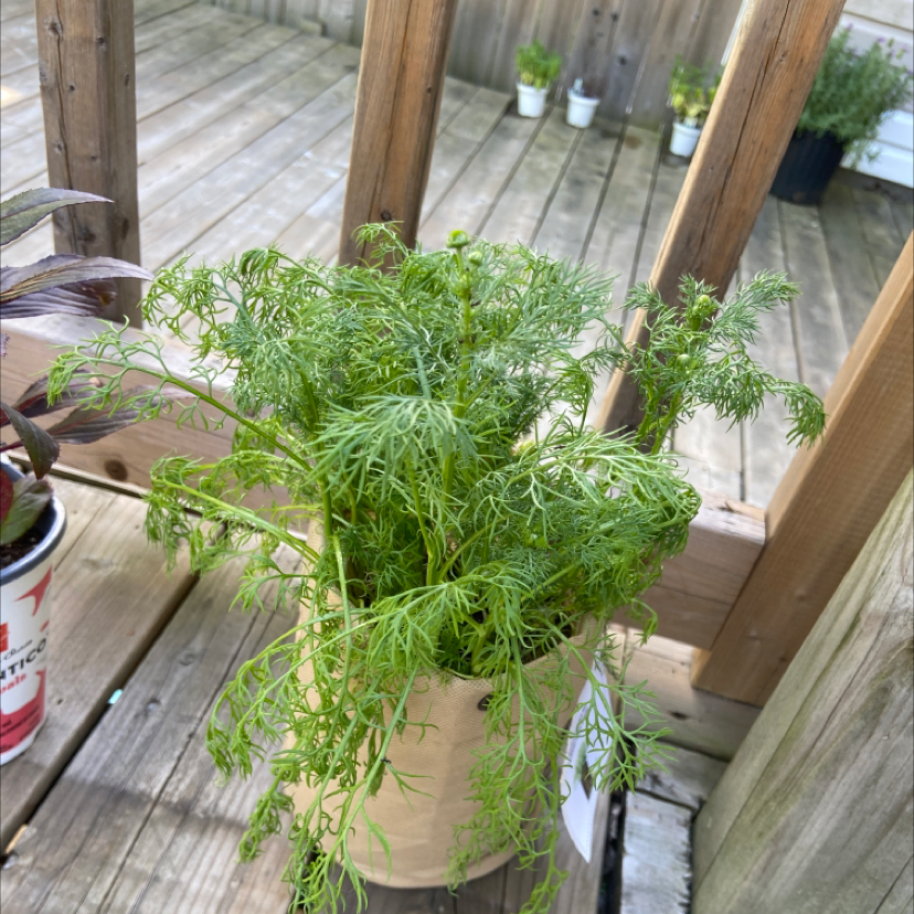 Potted German Chamomile plant with fine, feathery leaves on a wooden deck.