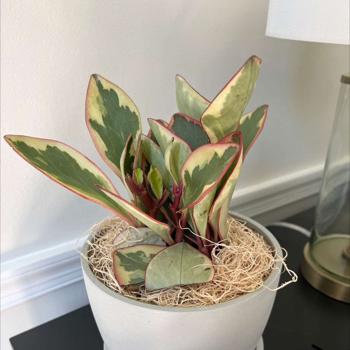 Jelly Peperomia plant in a white pot with variegated leaves and decorative moss.