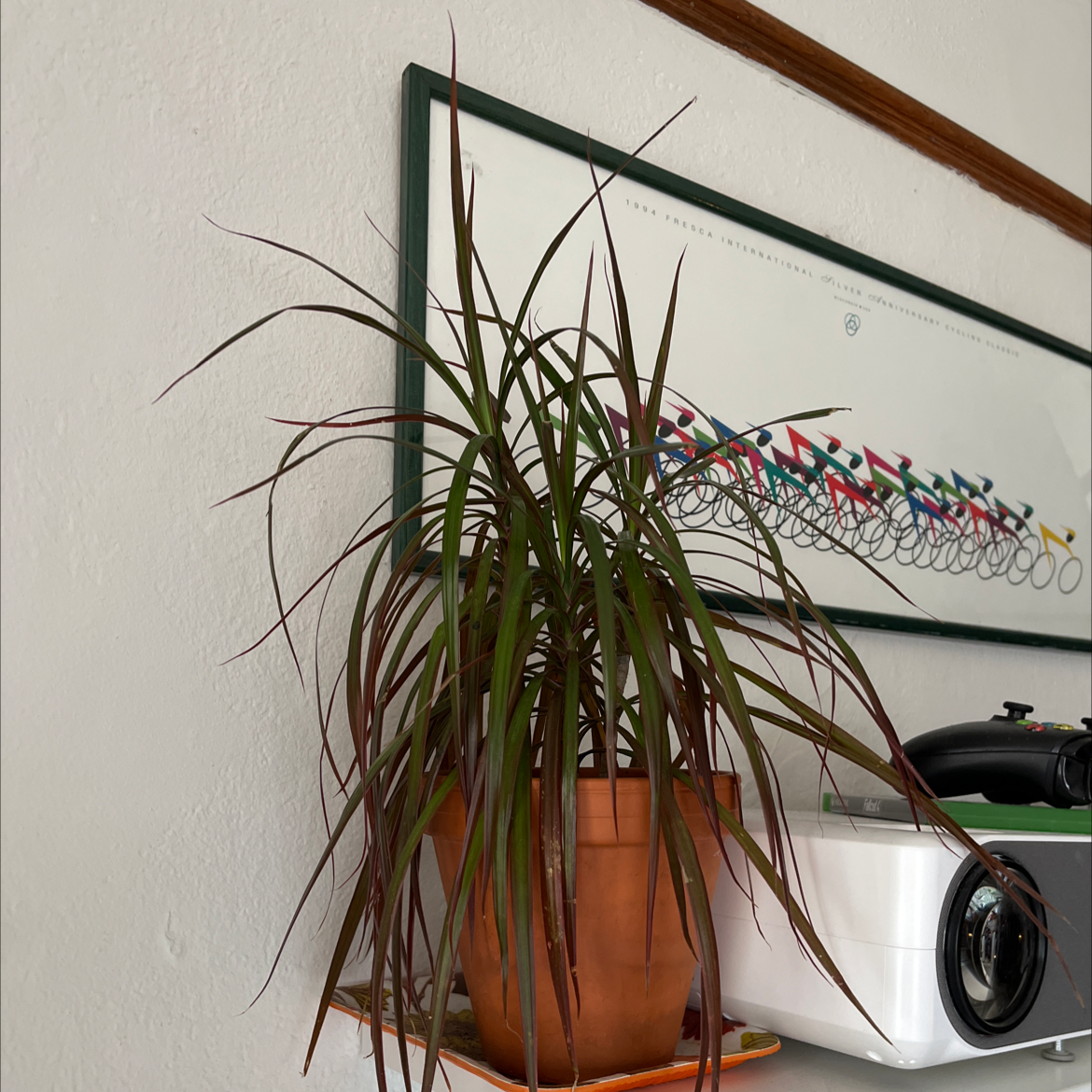 Open Weave Dragon Tree in a pot on a shelf, appearing healthy with long, slender leaves.