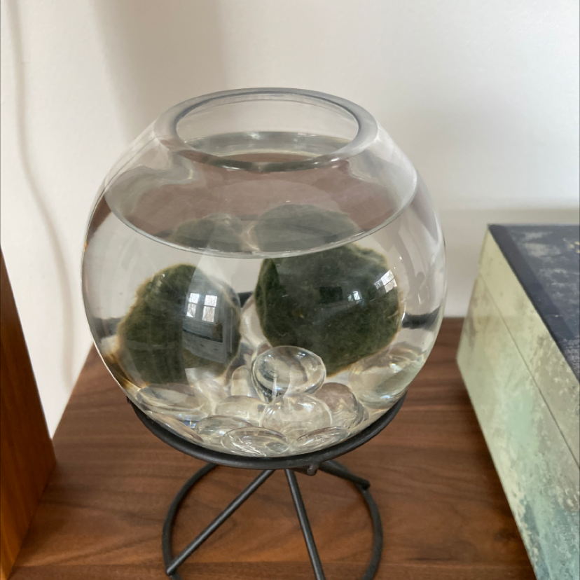 Glass bowl with two green Marimo moss balls submerged in water on a wooden surface.