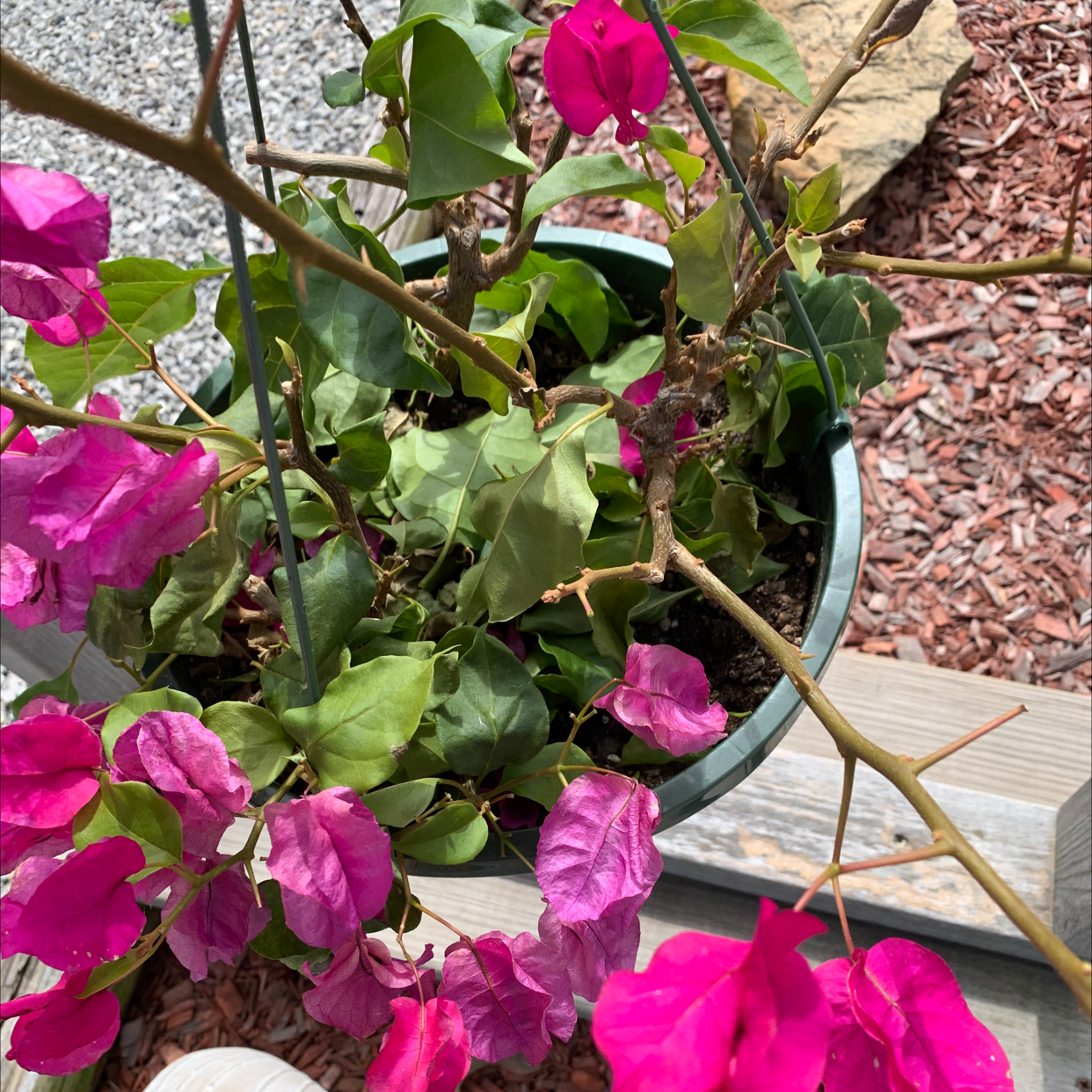 🐛 What To Do About Bugs on My Lesser Bougainvillea?