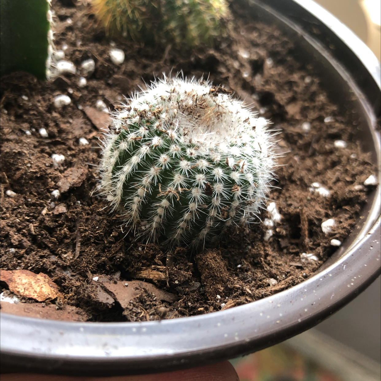 Correll's Hedgehog Cactus in a pot with visible soil, appears healthy.