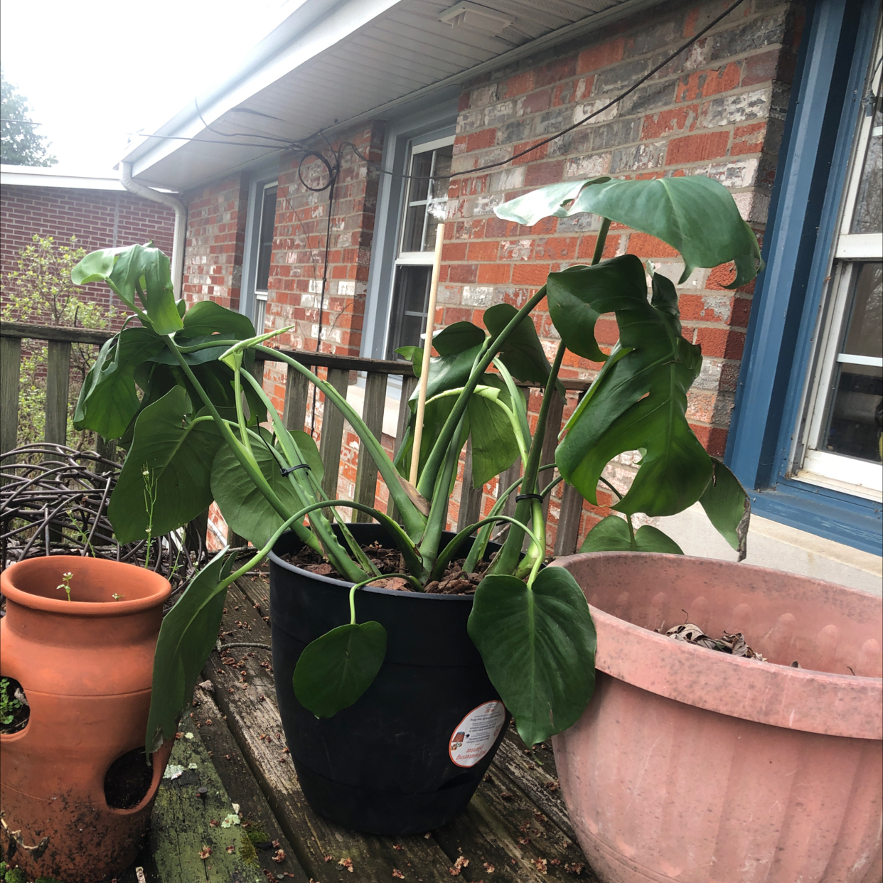 Monstera plant photo by @sneepslorp named root rot bitch ass on Greg, the plant care app.