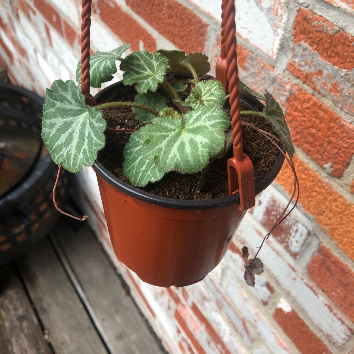 Strawberry Begonia plant in a hanging pot with healthy green leaves and some dried brown stems.