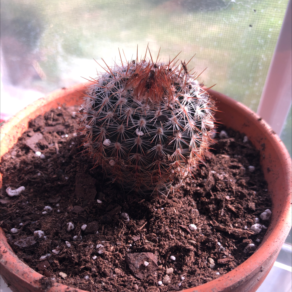 Correll's Hedgehog Cactus in a terracotta pot with visible soil.