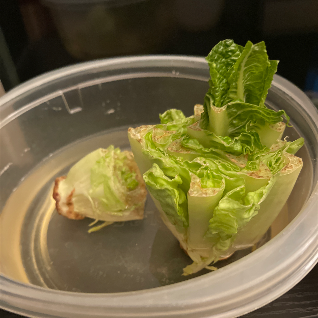 A head of romaine lettuce on a plate showing signs of yellowing and browning, indicating it is past its prime.