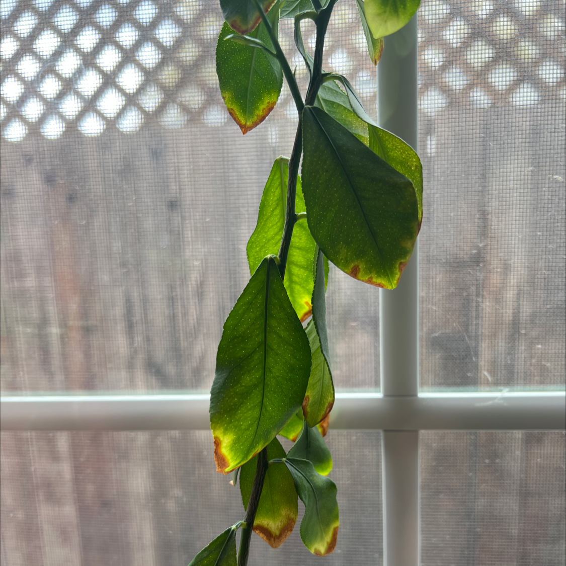 YearRound Light Requirements For My Euphorbia