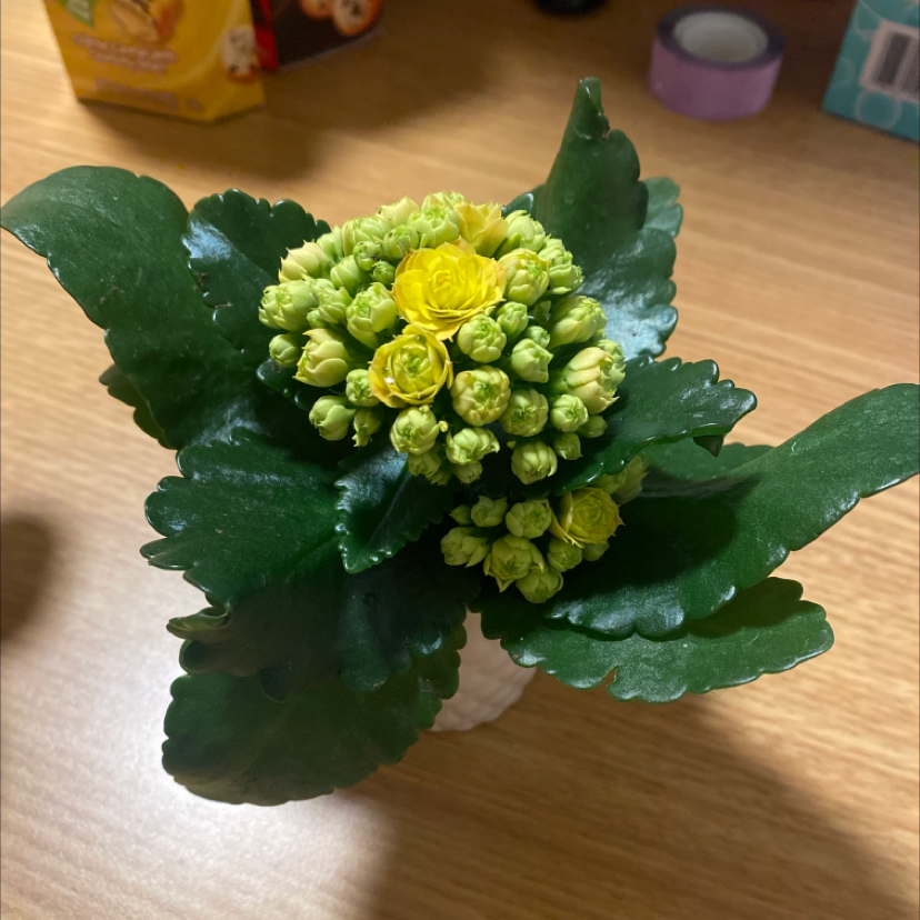 Close-up of a healthy flowering Kalanchoe blossfeldiana plant with thick green leaves and bright yellow clustered flowers in the center.