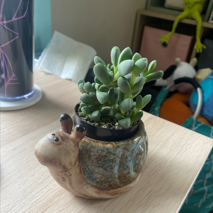 Healthy Beads Lampranthus plant in a snail-shaped pot on a wooden surface.