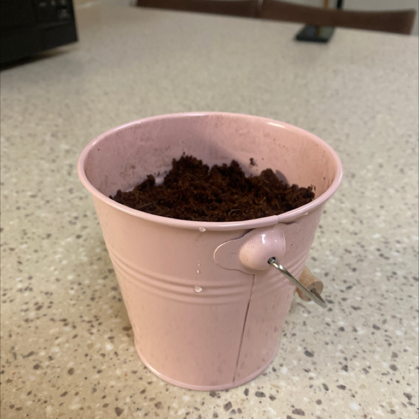 A small sunflower seedling growing in a pink bucket, with a hand holding a syringe for watering the plant.