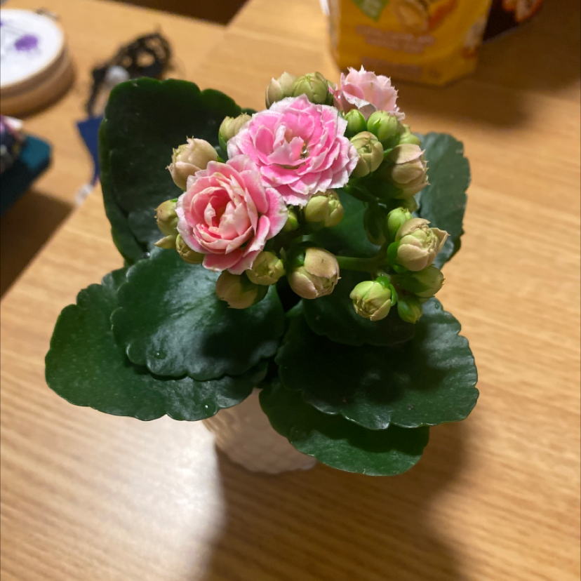 Close-up of a healthy pink flowering Kalanchoe plant in a white ceramic pot, with large round green leaves.