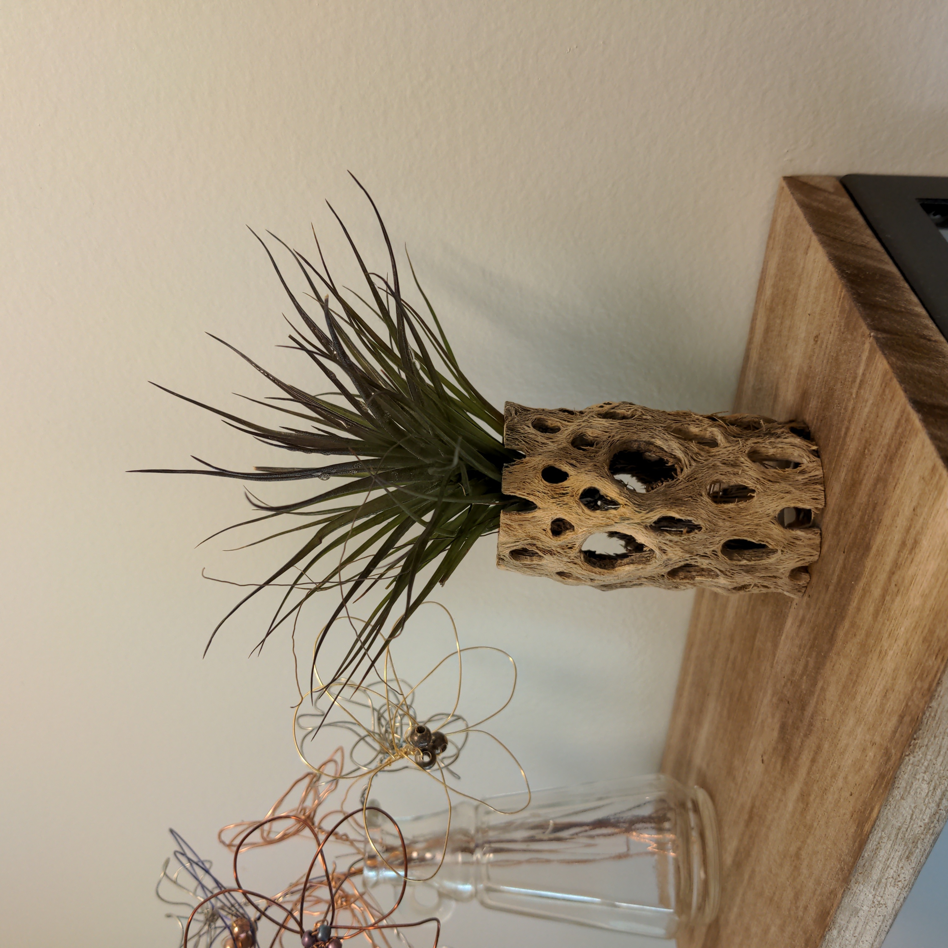 Photo of the plant species Tillandsia juncifolia 'Red Hybrid' by @YesKanna named Cousin It on Greg, the plant care app