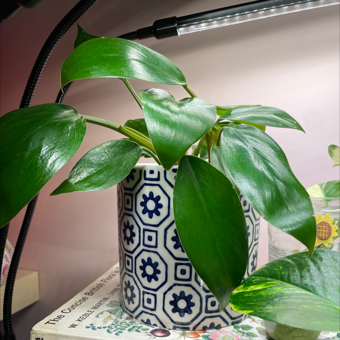 Philodendron 'Imperial Green' plant in a decorative pot under a grow light.