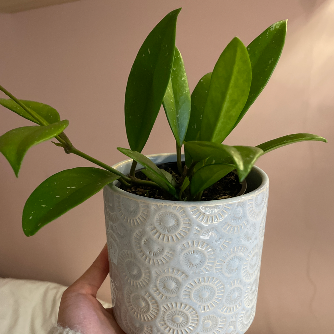 Hoya Pubicalyx plant in a decorative pot, held by a hand.