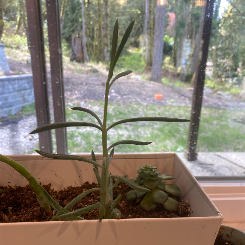 Photo of the plant species Narrowleaf Stoneseed by @SkilledMaitake named Oscar on Greg, the plant care app