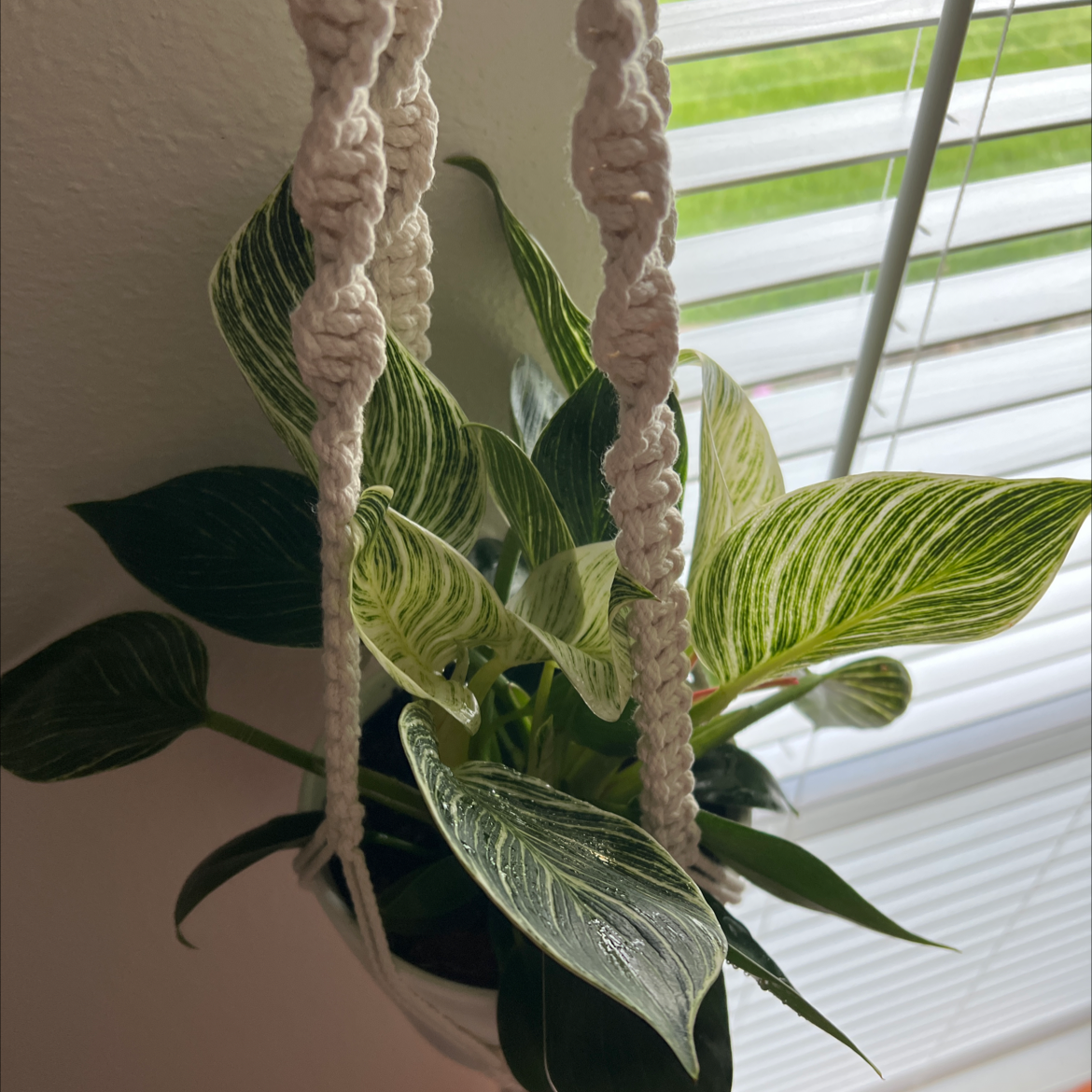 Aglaonema 'Tigress' plant in a hanging pot with variegated green and white leaves.