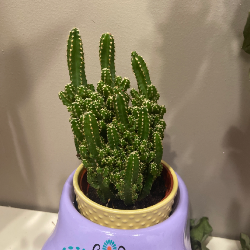 Fairy Castle Cactus in a pot, healthy with visible soil.
