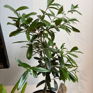 Olive Tree plant in Bellevue, Washington