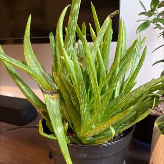 Aloe Vera plant in Bellevue, Washington