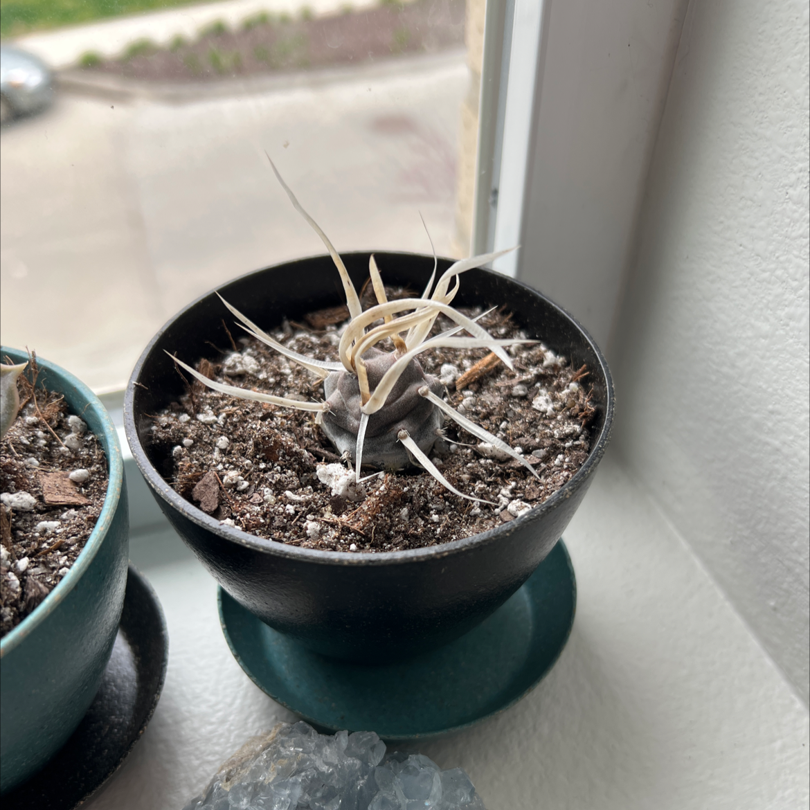 Goat's Horn Cactus in a black pot on a windowsill with visible soil.