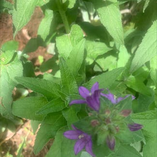 Clustered Bellflower plant in Somewhere on Earth