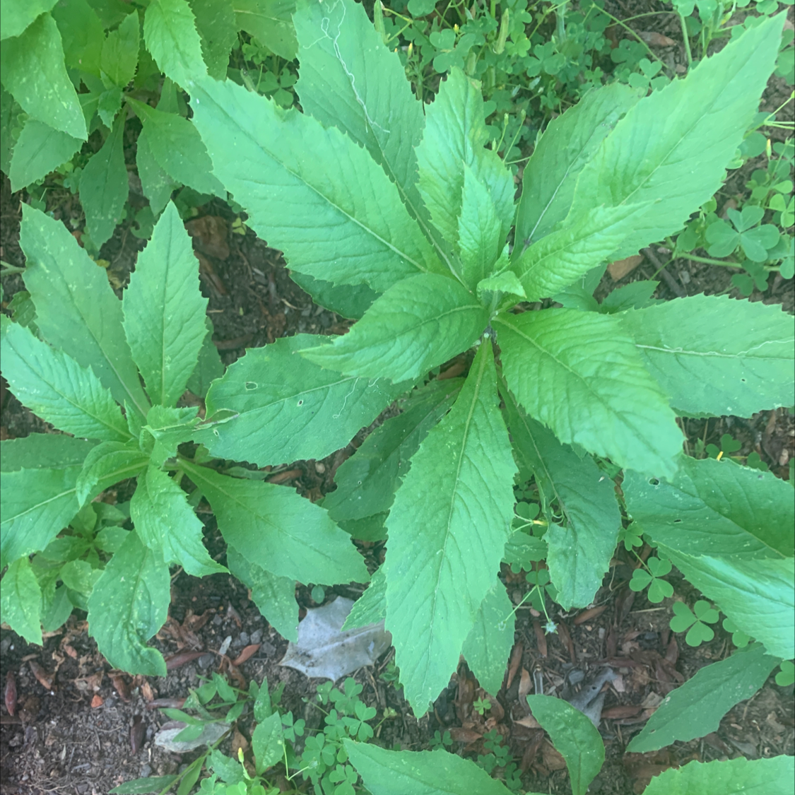 Photo of the plant species fireweed by @ClementYuzu named Your plant on Greg, the plant care app