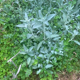 Lamb's Ear plant in Somewhere on Earth