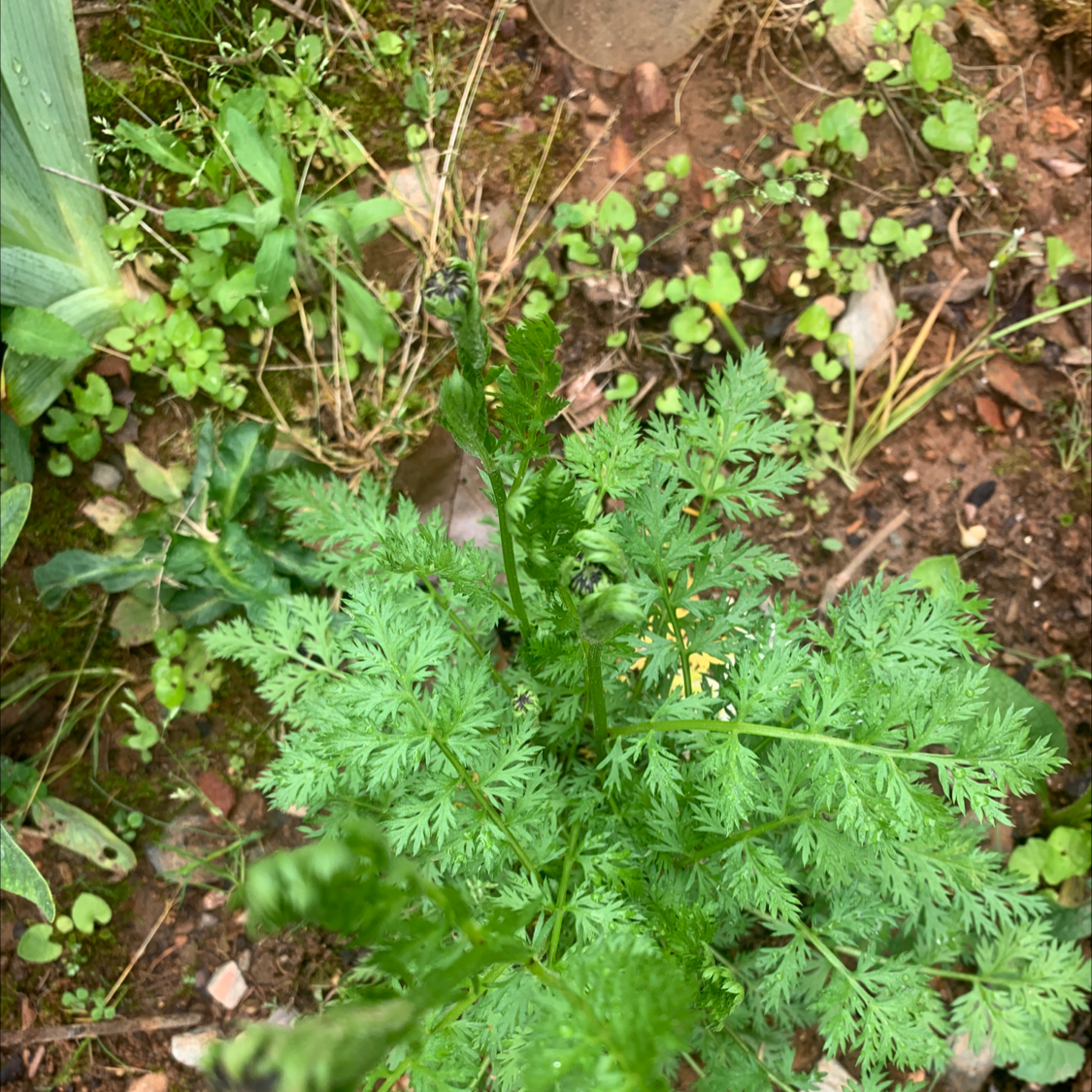 Photo of the plant species Shepherd's Needle by @ClementYuzu named Your plant on Greg, the plant care app