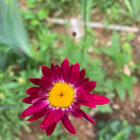 Photo of the plant species Chrysanthemum Coccineum by @ClementYuzu named Your plant on Greg, the plant care app