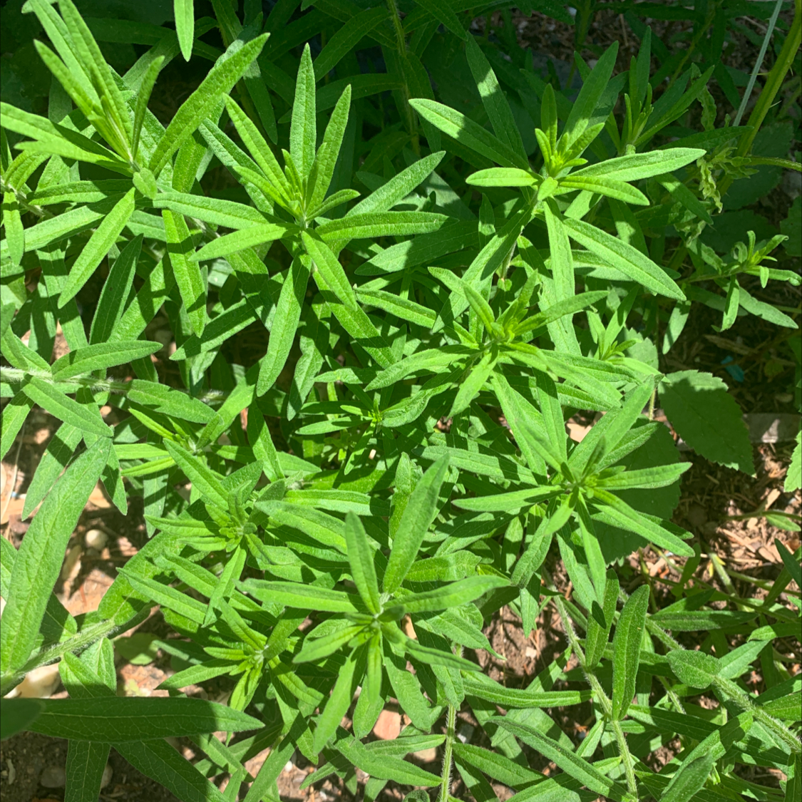 Photo of the plant species Montpelier Cistus by @ClementYuzu named Your plant on Greg, the plant care app