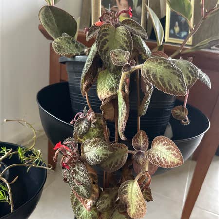 Photo of the plant species Flame Violet 'Karlyn' by Zippyfeijoa named Episcia Cupreata on Greg, the plant care app