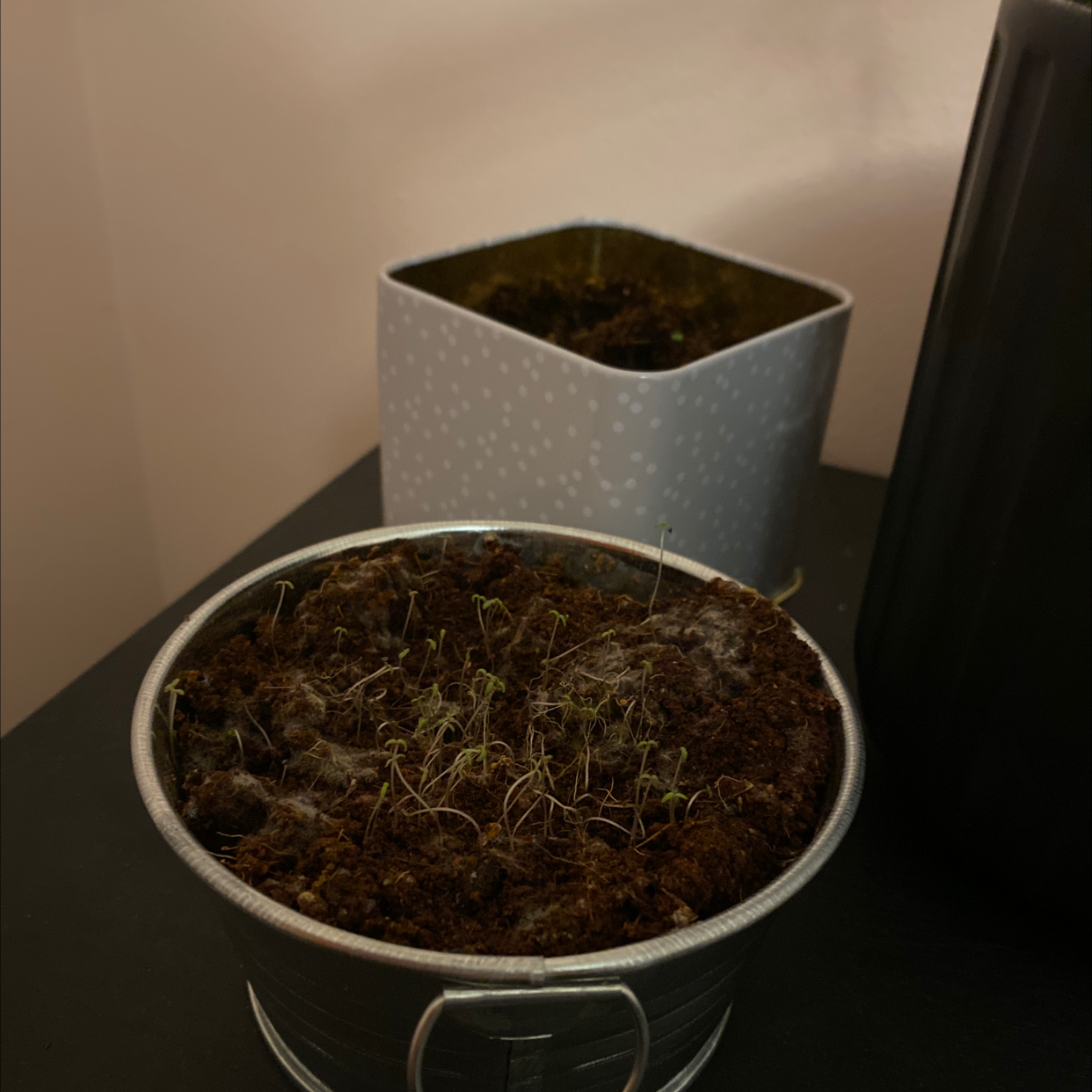 Small potted Moss Rose Purslane plant with delicate green leaves, centered in focus in a simple pot against a plain background.