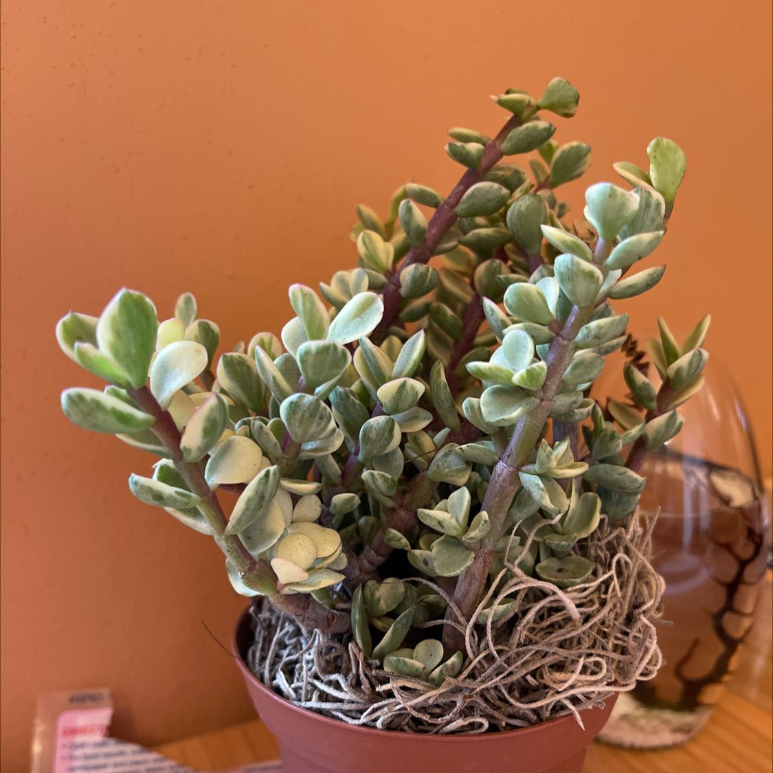 Healthy Tom Thumb succulent plant in a pot with no visible signs of disease.