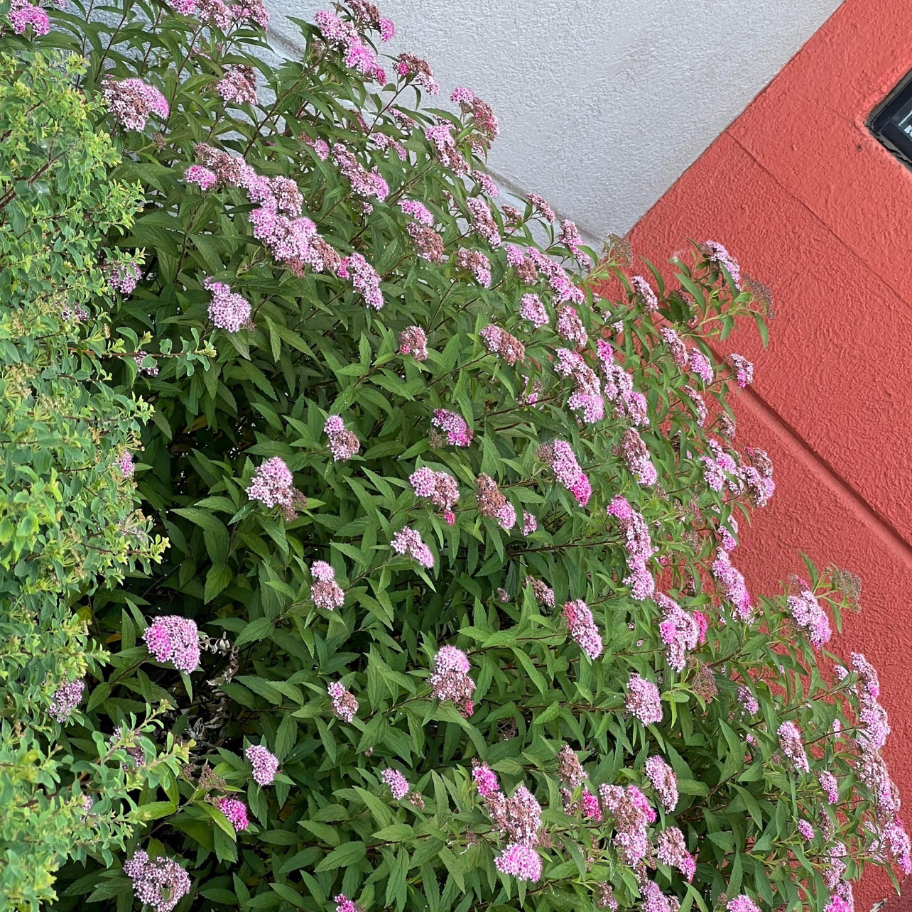 Japanese Meadowsweet with numerous pink flowers against a red and white wall.