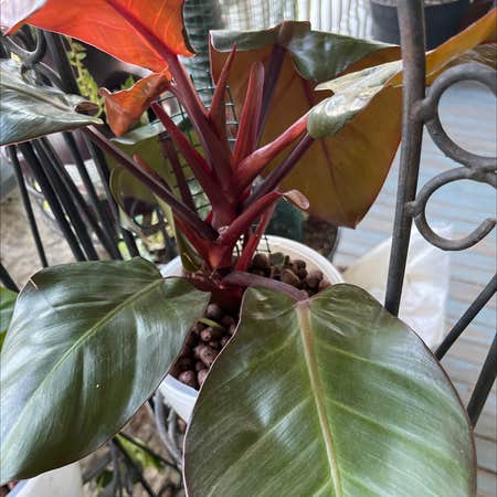 Photo of the plant species Cherry Red by @SupplePegaropa named philodendron mccolley's finale on Greg, the plant care app