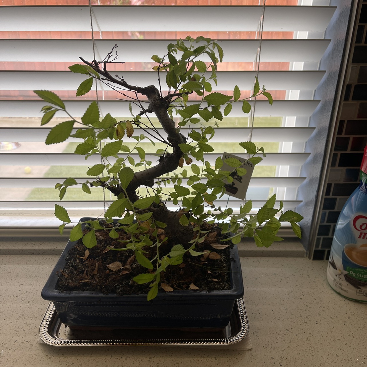 Potted Siberian Elm on a windowsill with some yellowing and browning leaves.