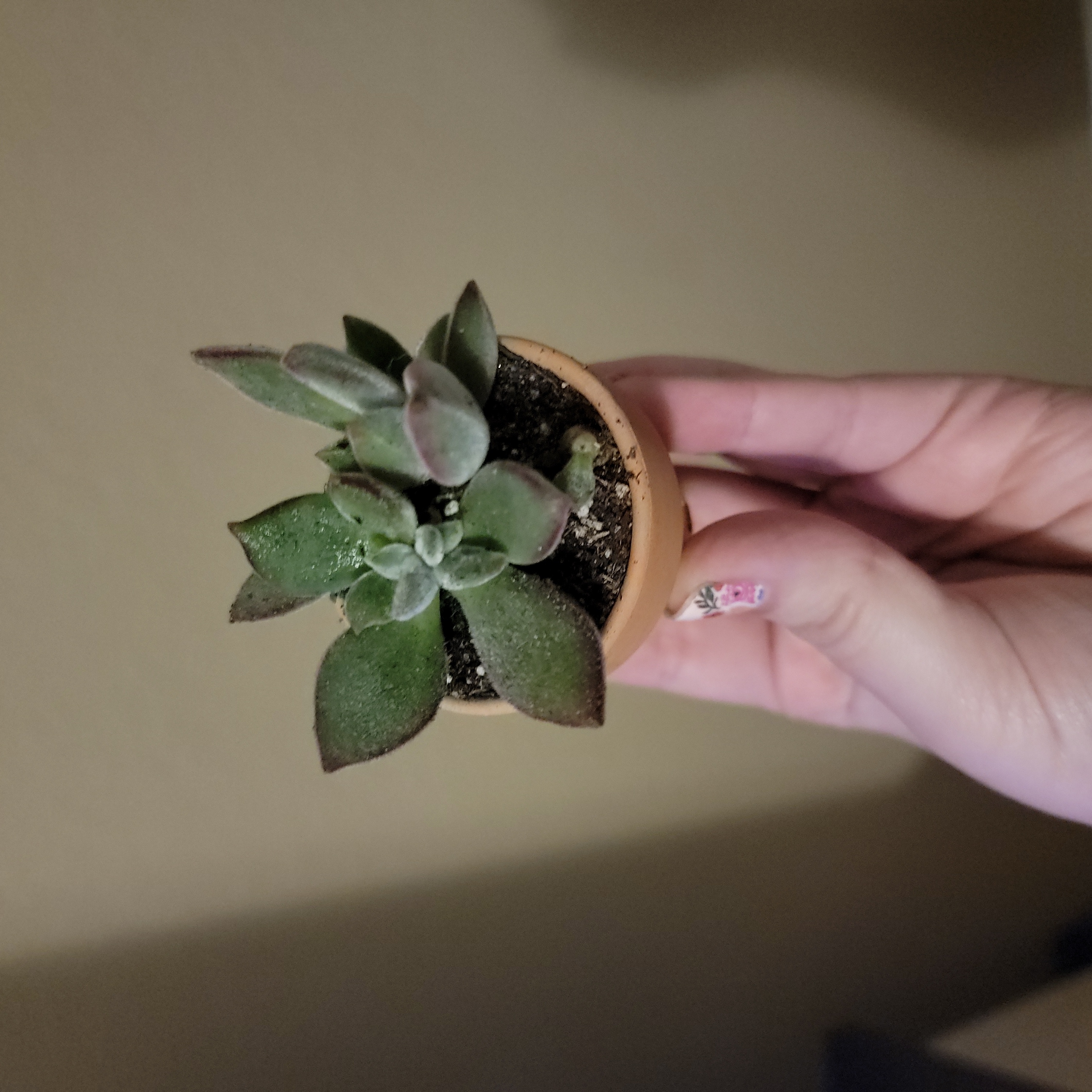 A small potted Plush Plant being held by a hand, with healthy, fleshy leaves.