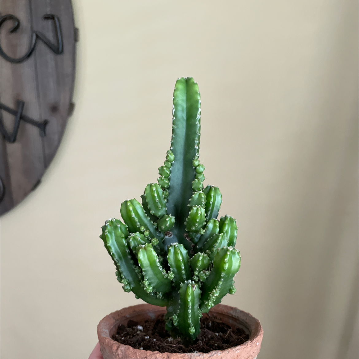 Photo of the plant species Fairy Castle Cactus by @lglosson named da Vinci on Greg, the plant care app