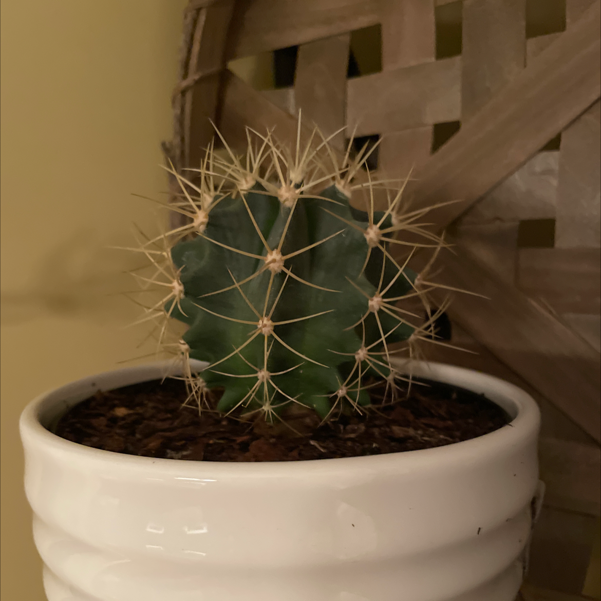 A healthy Mammillaria backebergiana cactus in a white pot with visible soil.