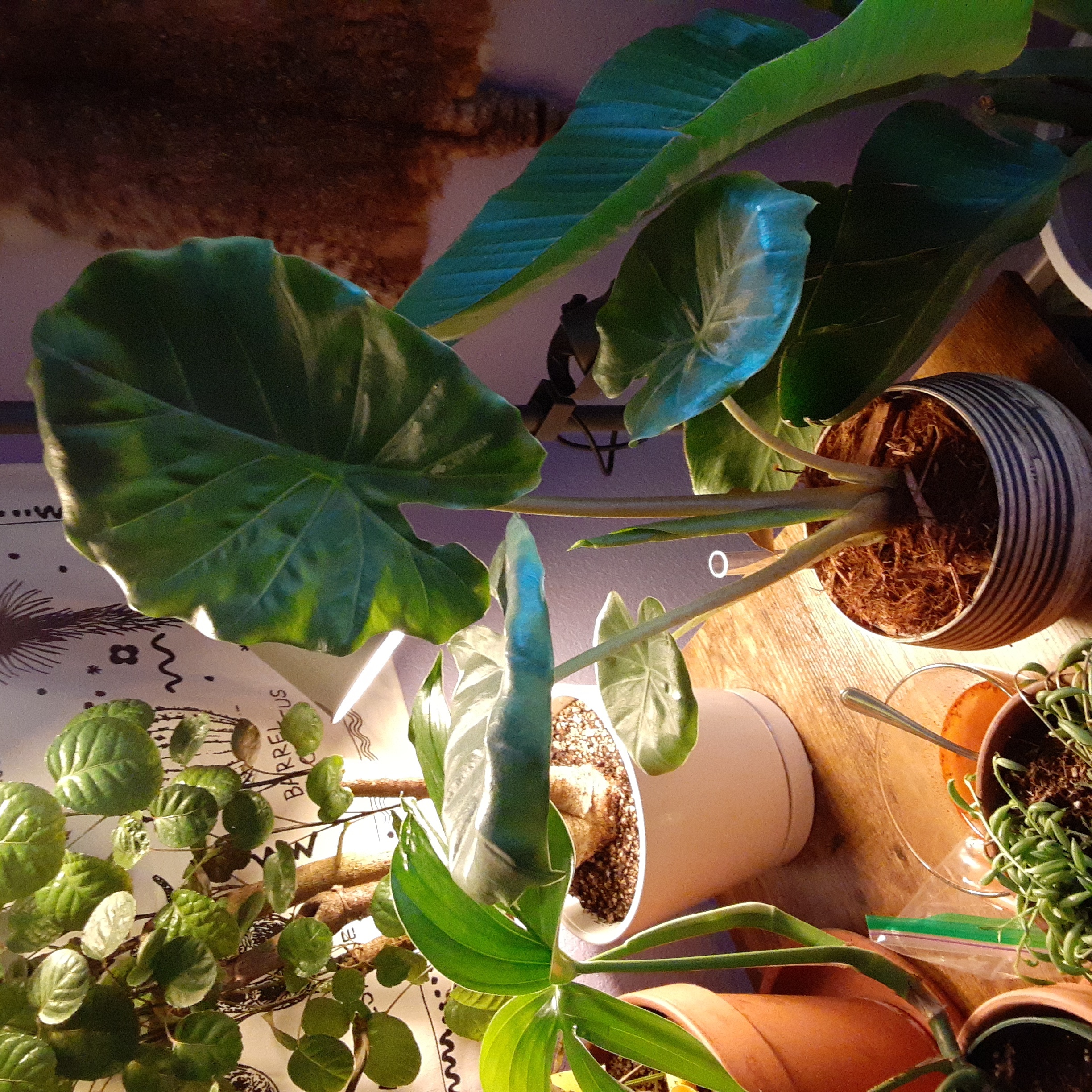Photo of the plant species Kuching Mask Elephant Ear by @QuietNeem named Kuching Mask on Greg, the plant care app