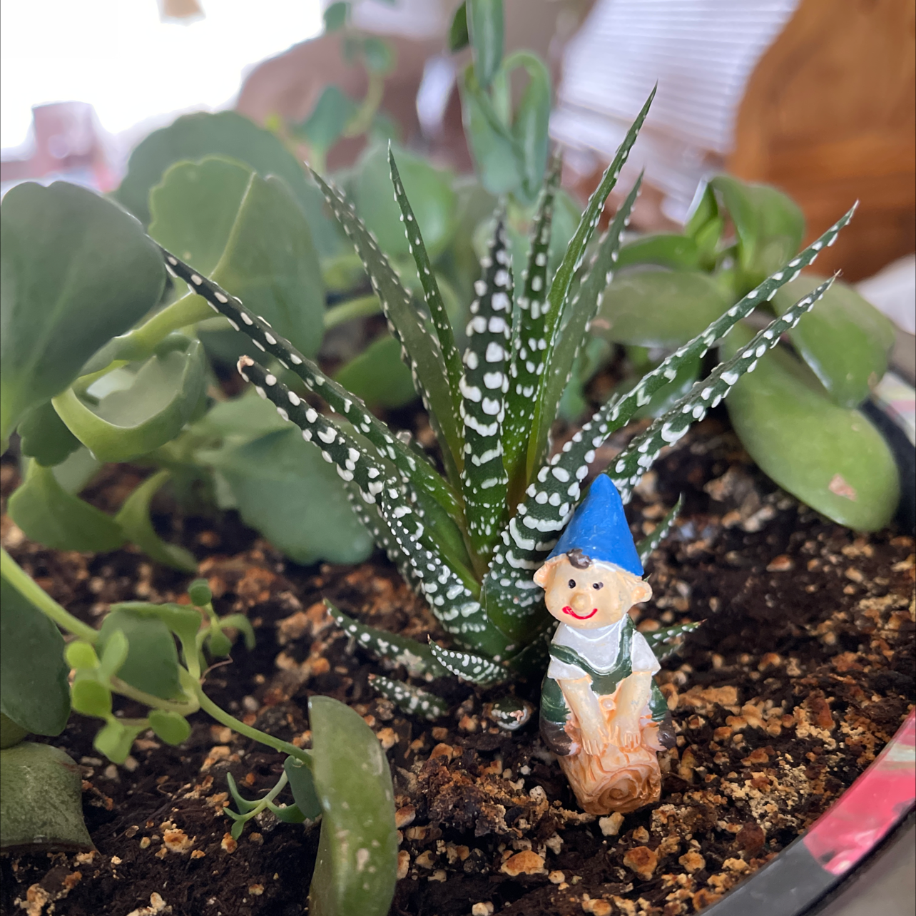 Bredasdorp Gasteria plant with healthy green leaves and white spots, small garden gnome in soil.