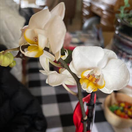 Photo of the plant species Easter Orchid by @us named Navajo on Greg, the plant care app