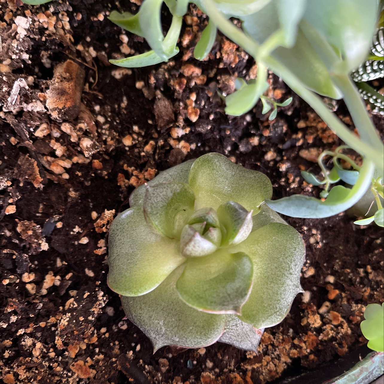 Pillow Feet Crinkle Leaf Plant in soil, healthy with crinkled leaves.