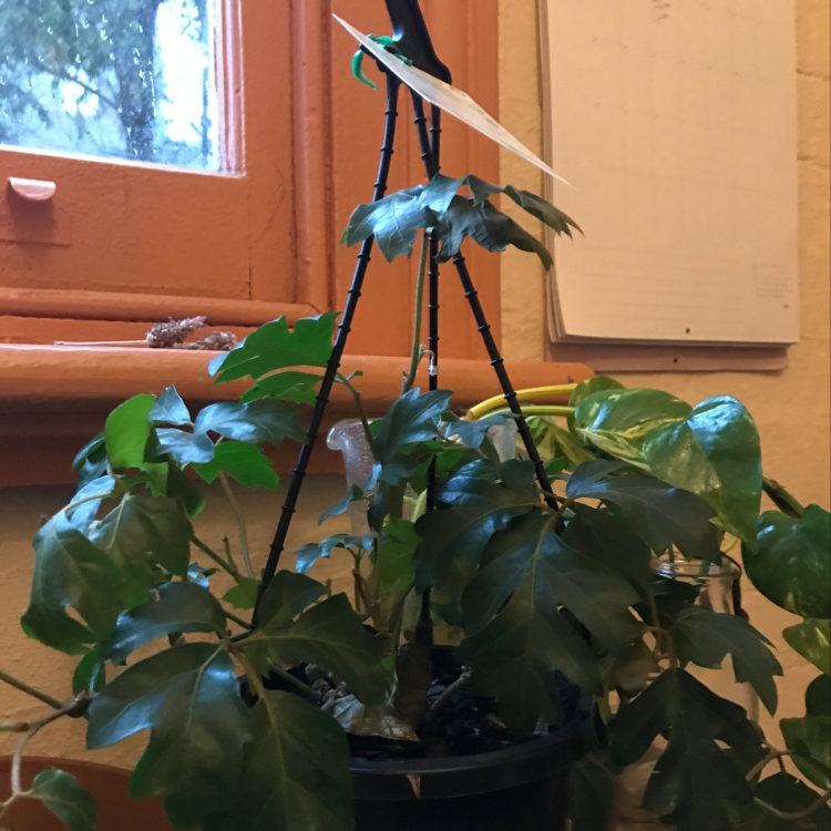 A healthy, lush Grape Ivy plant growing in a hanging basket indoors, with trailing vines and glossy green leaves.