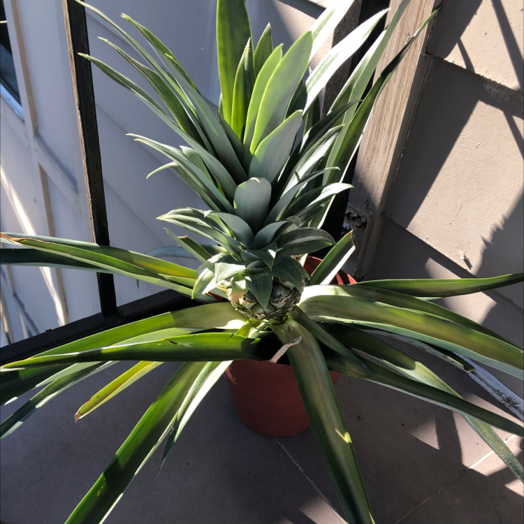 Healthy maturing pineapple plant in red pot, with vibrant green spiked leaves surrounding developing pineapple fruit in center.