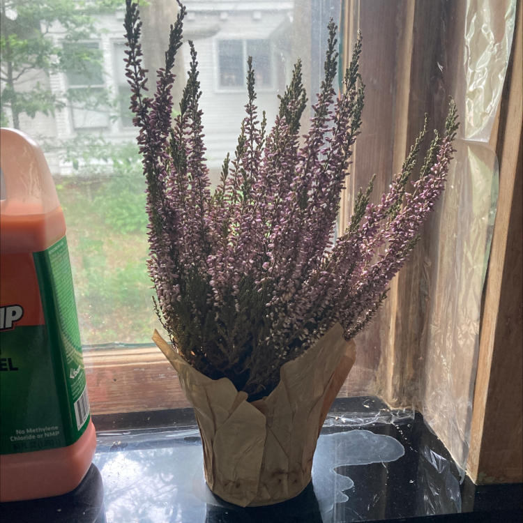 Potted Heather plant with small purple flowers on a windowsill.