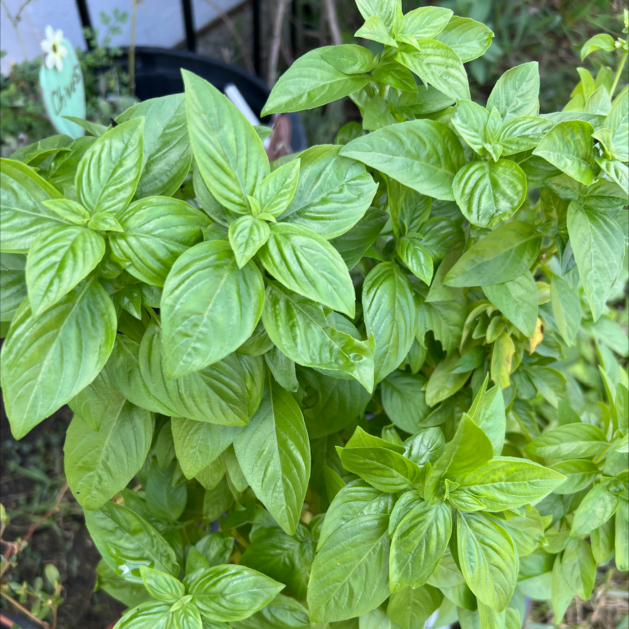 Photo of the plant species Sweet Basil by @DreamyPuriri named Your plant on Greg, the plant care app